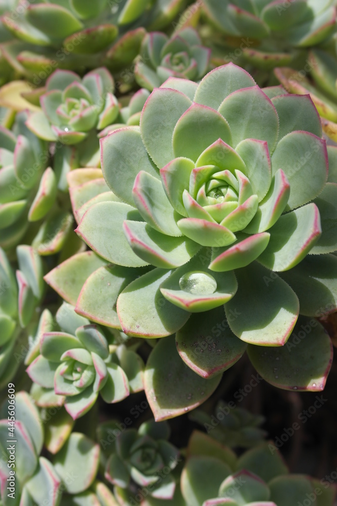 wonderful lush fractal succulent with a drop of rainwater wonderful lush fractal succulent with a drop of rainwater