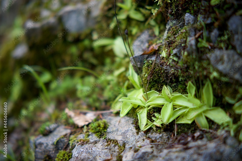 Pingicula ou grassette plante carnivore - nature biodiversité écosystème Pingicula ou grassette plante carnivore - nature biodiversité écosystème