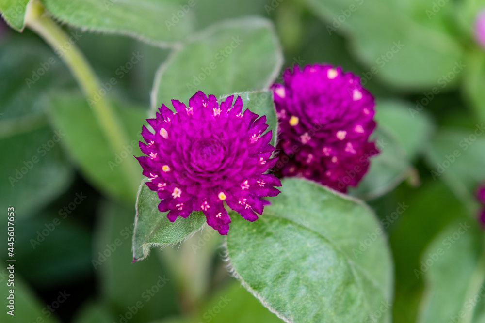 Dahlia Autumn flower design. With copy-space Dahlia Autumn flower design. With copy-space