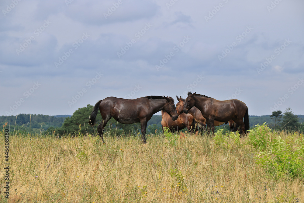 braune Pferde und Maultiere stehen auf einer Wiese braune Pferde und Maultiere stehen auf einer Wiese