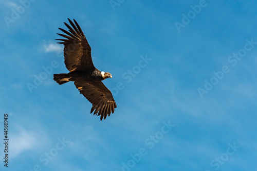 Andean Condor (Vultur Gryphus) in flight with copy space, Colca Canyon, Arequipa, Peru. photo