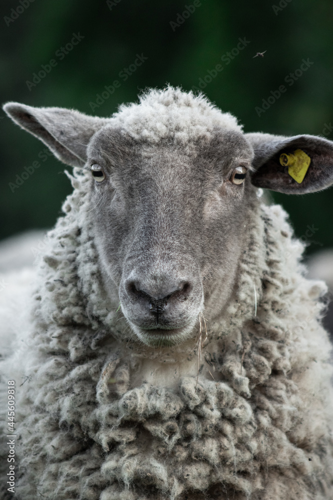 Friendly wooly sheep staring into the camera in summer on the dark natural background. Animal portrait. Friendly wooly sheep staring into the camera in summer on the dark natural background. Animal portrait.