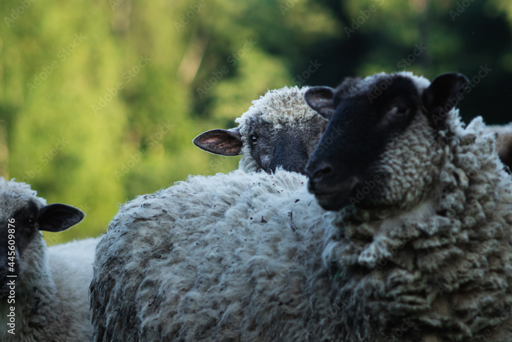 Curious sheep in herd standing beside and looking into the camera.