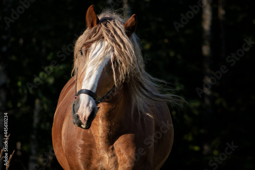 Polish chestnut cold blooded draft horse running forward. Animal portrait.