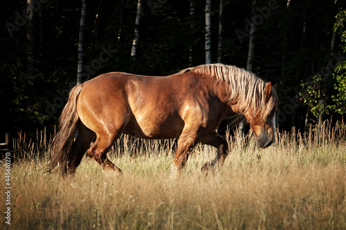 Polish chestnut cold blooded draft horse running forward in trot.