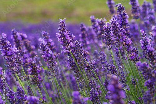 Lavender - close up shot of the blooming field photo