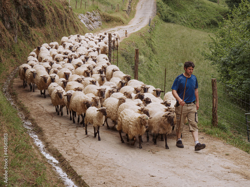 Fototapeta Shepherd walking with his sheep