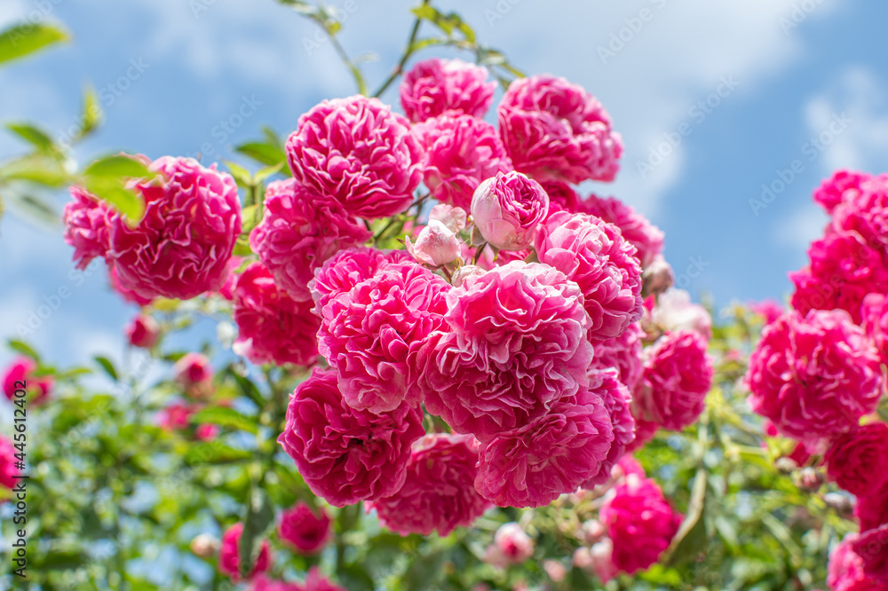 Pink blühende Kultur Rosen am Strauch vor blauem Himmel Pink blühende Kultur Rosen am Strauch vor blauem Himmel