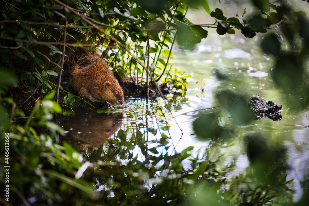 Obraz premium Bisamratte