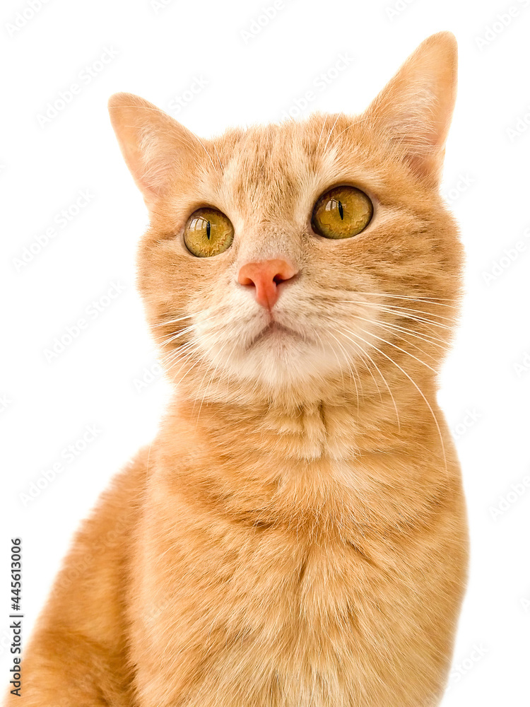 Ginger cat on white background stock photo