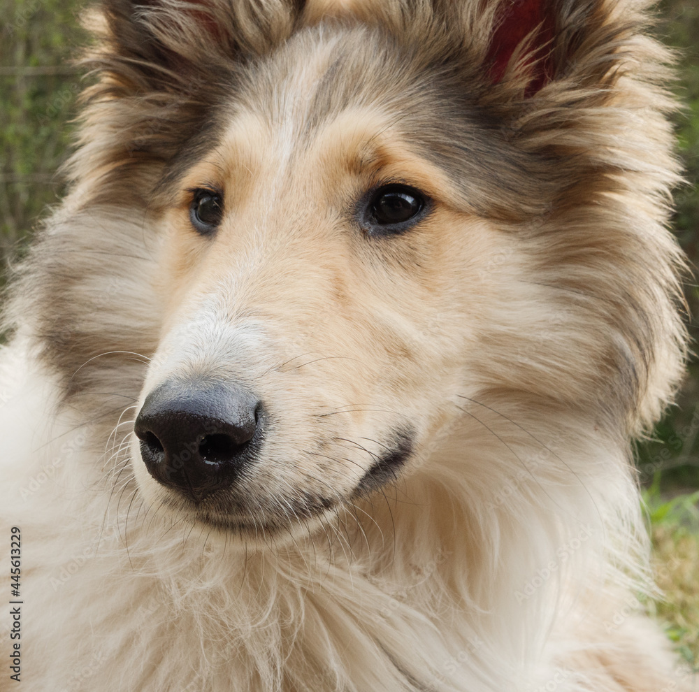 Collie and hotsell sheltie mix