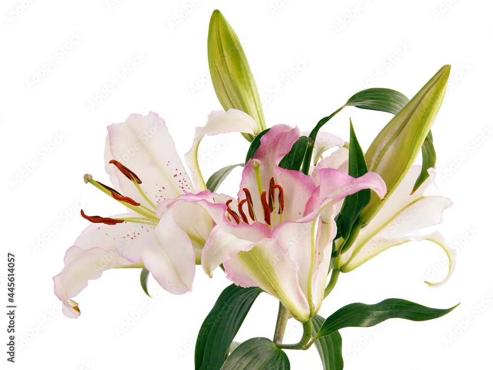 Obraz premium preetty multicolor flowers of lilies close up