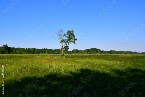A close up on a single deciduous tree growing in the middle of a vast field, meadow, or pastureland with some dense forest or moor visible in the distance seen on a sunny summer day in Poland