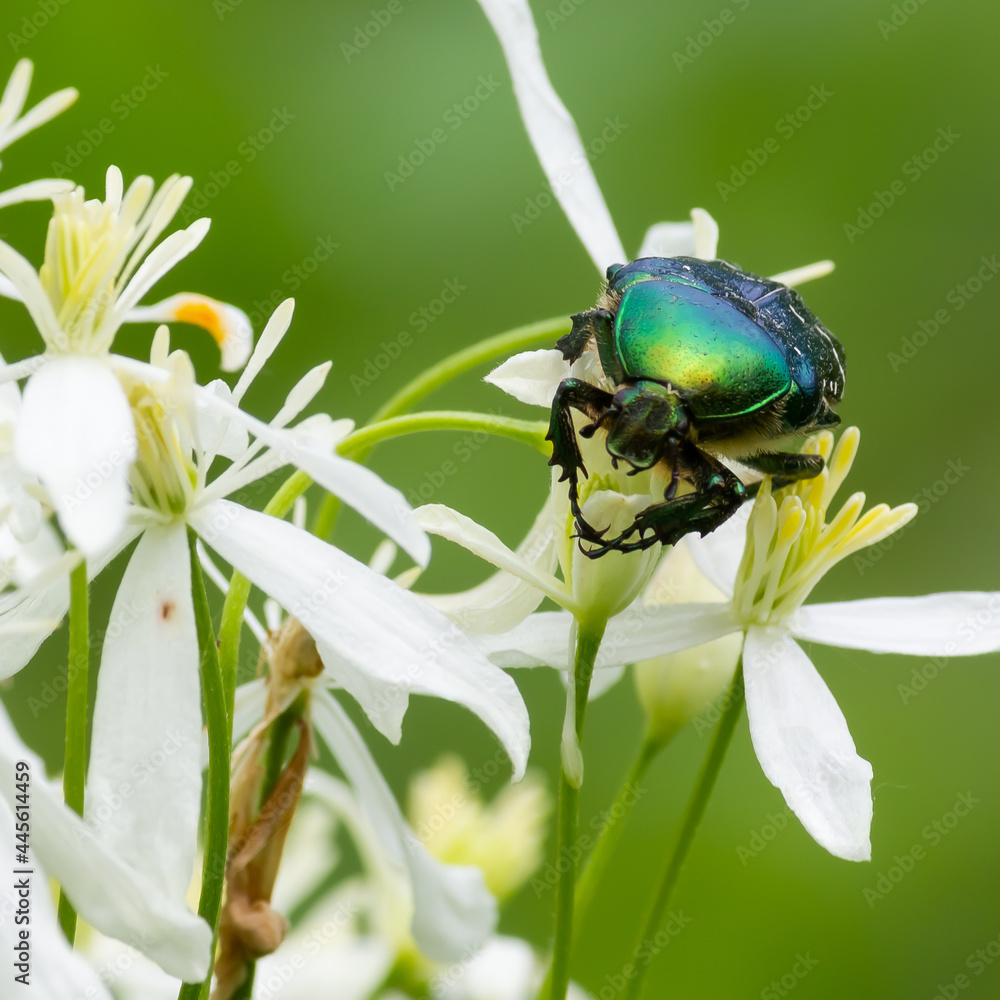 Fototapeta premium beetle on white wildflowers close up on a green background