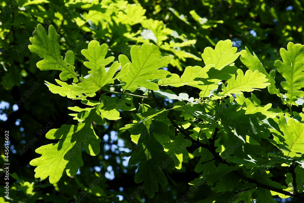 green growing leaves of Quercus robur-Holm-oak.pedunculate oak tree green growing leaves of Quercus robur-Holm-oak.pedunculate oak tree