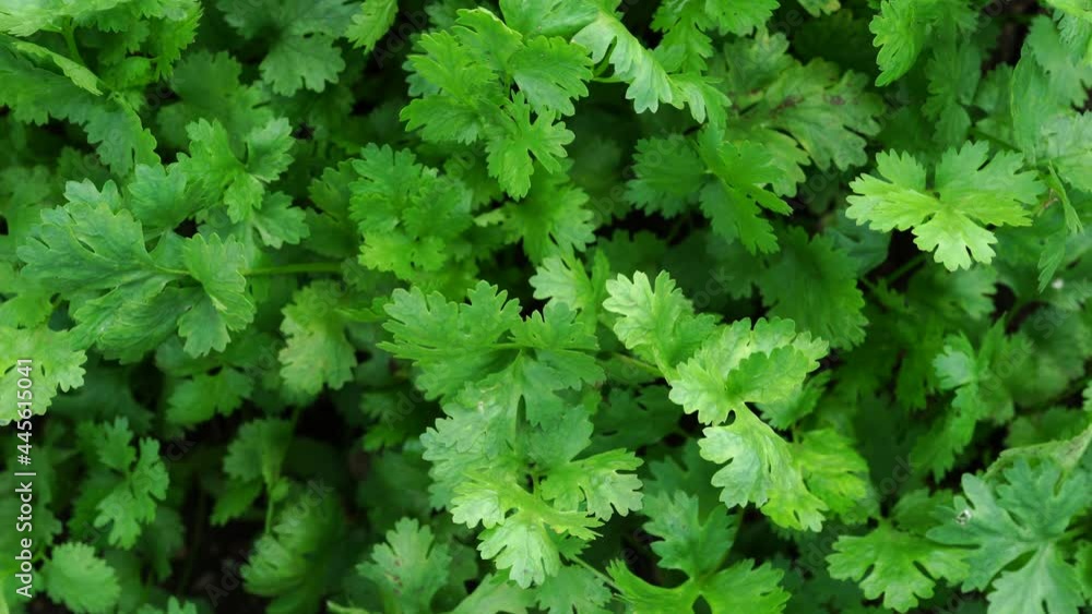 Fresh cilantro leaves and plants in organic planting plots. Fresh cilantro leaves and plants in organic planting plots.