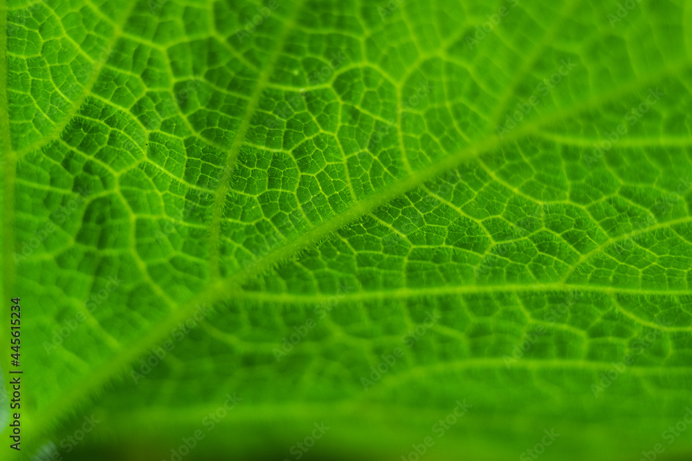 green leaves of vines or pumpkin plants green leaves of vines or pumpkin plants