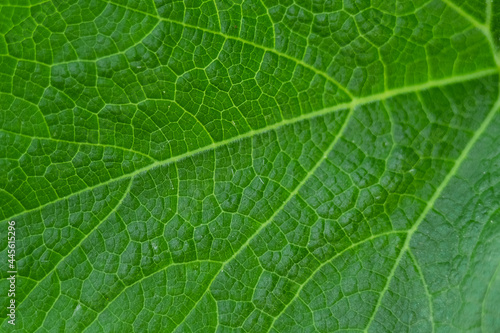 green leaves of vines or pumpkin plants