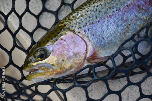 A colorful rainbow trout in the net 