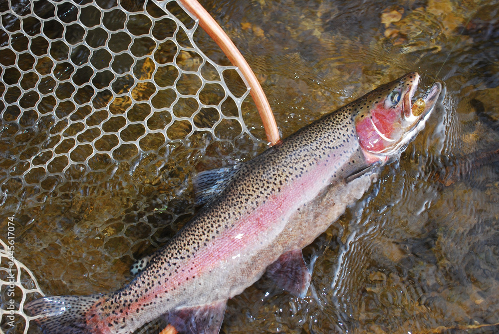 A brilliantly colored steelhead in a net Stock Photo