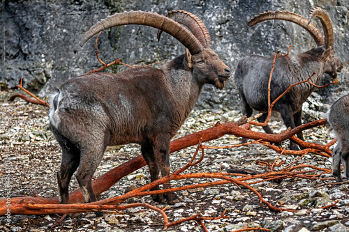 Alpine ibex male near the vertical rock. Latin name - Capra ibex photo