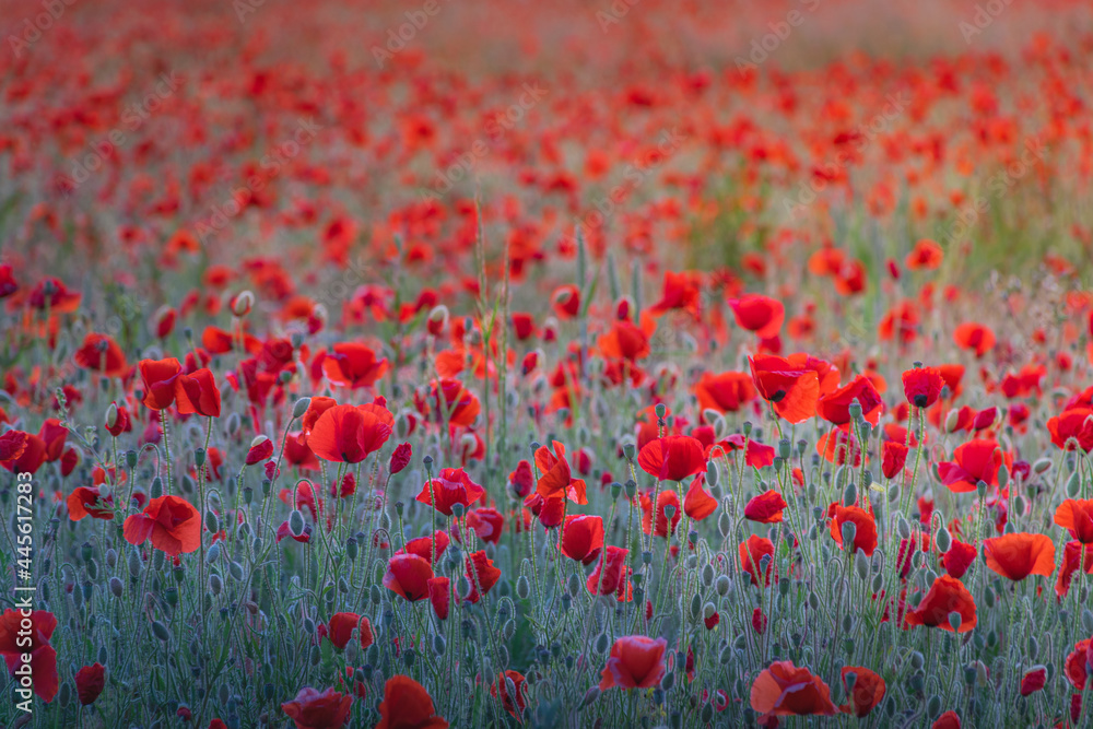 Fototapeta premium Red poppies field during blue hour