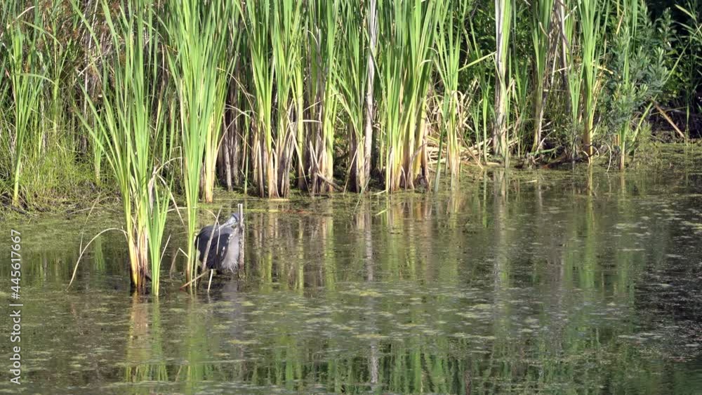 Heron Catching a Frog 4K UHD. A Great Blue Heron catching a frog in the shallow water of a pond. 4K. UHD.
Heron Catching a Frog 4K UHD. A Great Blue Heron catching a frog in the shallow water of a pond. 4K. UHD.