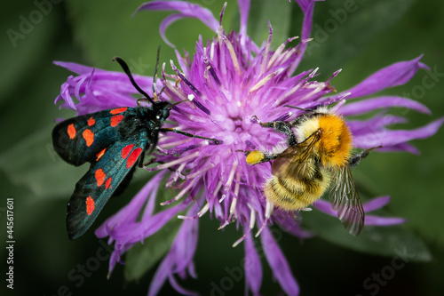 Zygaena trifolii & Bombus