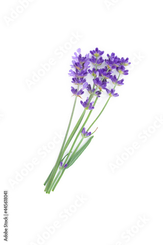 Lavender flowers isolated on white background.