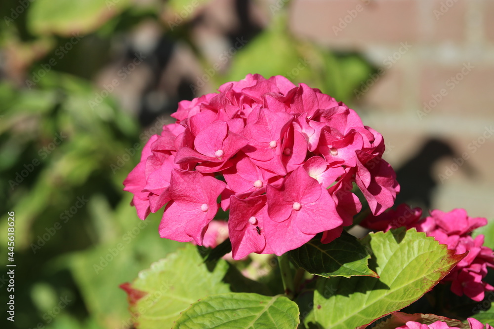 a beautiful pink hortensia flower in the garden in summer
