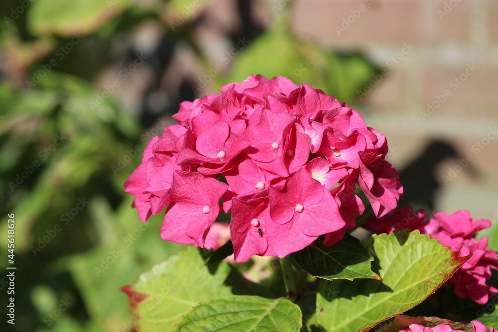 a beautiful pink hortensia flower in the garden in summer
a beautiful pink hortensia flower in the garden in summer