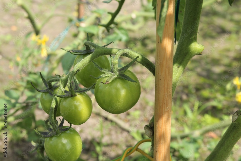 a tomato plant with a bunch of tomatoes closeup in the vegetable garden