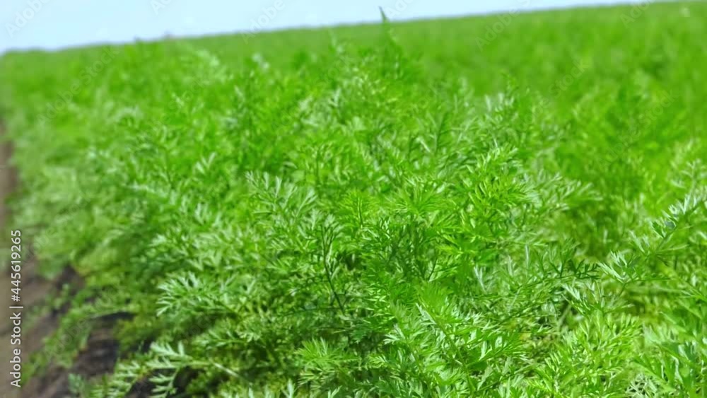 agricultural field, where the rows of carrots grown. Green rows of carrot plants in an agricultural landscape. Growing organic vegetables. Eco-friendly products. Agriculture and farming
agricultural field, where the rows of carrots grown. Green rows of carrot plants in an agricultural landscape. Growing organic vegetables. Eco-friendly products. Agriculture and farming