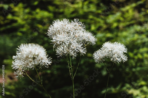 White small flowers in umbrella inflorescences on a dark green background