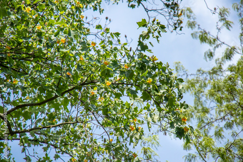 Branches of a tall tree Liriodendron tulipifera with yellow flowers