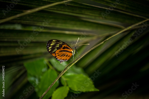 poisonous butterfly on a leaf