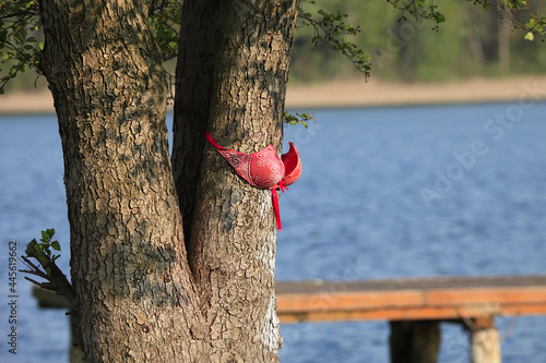 Red Bra on Tree