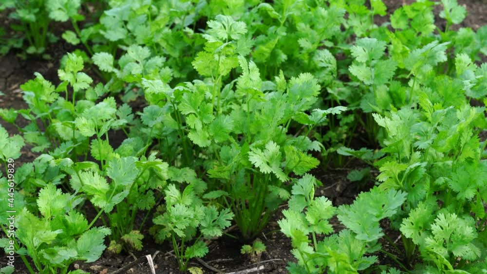 Fresh cilantro leaves and plants in organic planting plots. Fresh cilantro leaves and plants in organic planting plots.