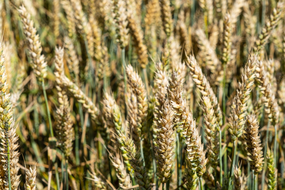Wheat, Flevoland Province, The Netherlands