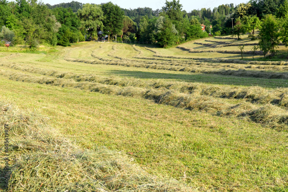 a meadow cultivated with pasture with dry hay ready for winter a meadow cultivated with pasture with dry hay ready for winter