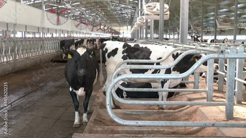 Herd of black white cows are looking at the camera with interest. Dairy business and animal labeling concept. Cow farm agriculture. Farm barn or cowshed with milking cows eating hay
 photo