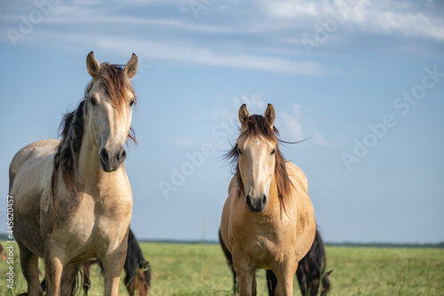 Fototapeta Naklejka Na Ścianę i Meble -  Thoroughbred horses graze in the village field.