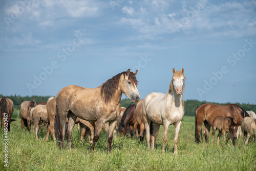 Thoroughbred horses graze in the village field. © shymar27