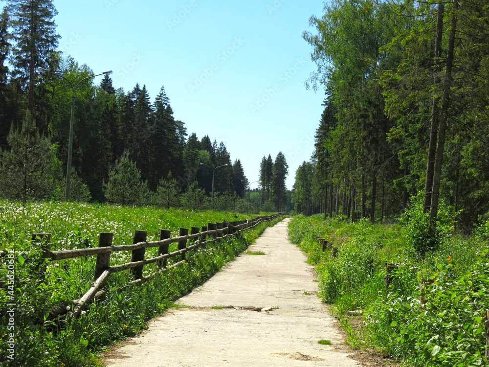 summer road through the forest with a vintage wooden rough fence
