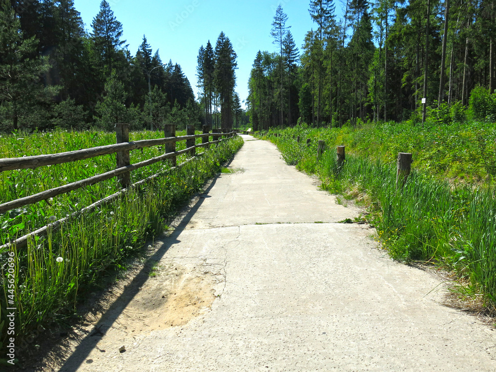 summer road through the forest with a vintage wooden rough fence