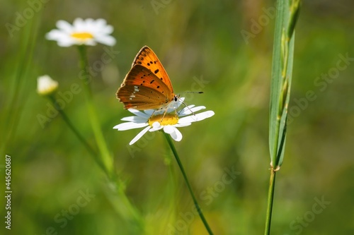 The scarce copper, a female of an orange butterfly sitting on a white and yellow flower. Blurry green background. Sunny summer day in a meadow.