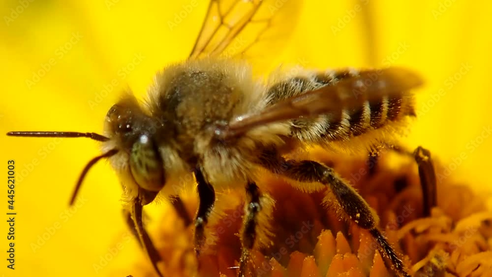 Bee drinking Nectar