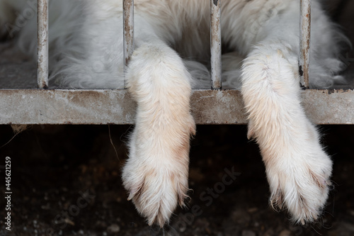 Quadro su tela The dog's paws hanging from the cage of the aviary through the bars of the lattice