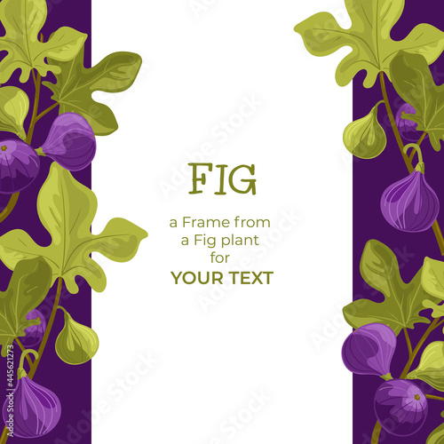 Fig. A frame made of fig fruits with an empty space for your text. Square card design. Vector isolated on a white background.
