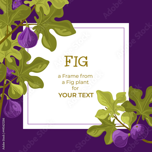 Fig. A frame made of fig fruits with an empty space for your text. Square card design. Vector isolated on a white background.